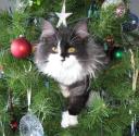 Galia in the Christmas Tree
