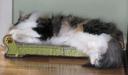 buzzy-on-her-throne-03072009-2.jpg