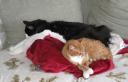 charlie-zeke-napping-03072009.jpg