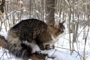 cren-in-snowy-woods.jpg