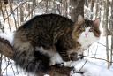 cren-in-snowy-woods_2.jpg