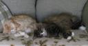 dilan-shira-napping-03072009.jpg