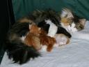 buzzy-nurses-the-babies-04202009.jpg