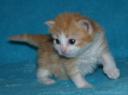 corliss-3-weeks-1.jpg
