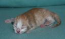 kitten1-12-hrs-1.jpg