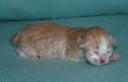 kitten1-12-hrs-2.jpg