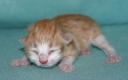 kitten2-12-hrs-2.jpg