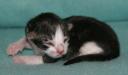 kitten3-12-hrs-1.jpg