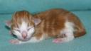 kitten4-12-hrs-1.jpg
