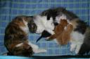 mother-in-law-kitty-1.jpg