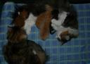 mother-in-law-kitty-2.jpg