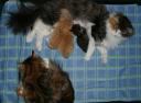mother-in-law-kitty-3.jpg