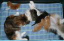 mother-in-law-kitty-4.jpg