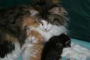 motherhood.jpg