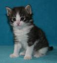 allegra-bonus-4-wks.jpg