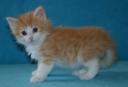 corliss-6-weeks-2.jpg