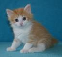 corliss-6-weeks-3.jpg