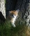 corliss-doesnt-want-to-be-a-forest-cat.jpg