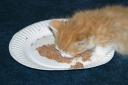 corliss-enjoying-his-food.jpg