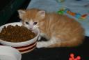 corliss-naps-at-the-food-dish.jpg