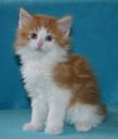 fayne-6-weeks-1.jpg