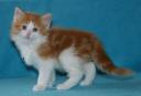 fayne-6-weeks-3.jpg