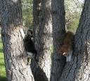 fayne-allegra-in-tree-05232009-2.jpg