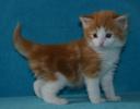 fayne-bonus-4-wks.jpg