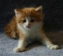 fayne-bonus-5-wks.jpg