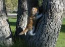 fayne-forest-cat-05212009.jpg