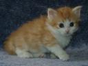 ferocious-corliss-5-wks.jpg