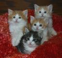 joyful-litter-5-weeks-2.jpg