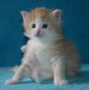 seely-bonus-4-wks.jpg