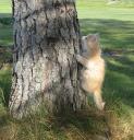 seely-climbs-a-tree-05232009.jpg