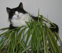 charlie-in-the-spider-plant-rs.jpg