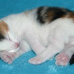tanith is sleepy