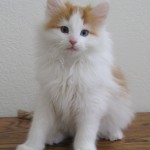 carwyn 10 wks 2