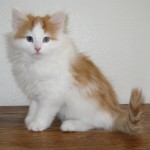 carwyn 10 wks 3