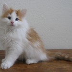 carwyn 10 wks 4