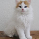 carwyn 10 wks 5