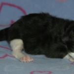sevilen 1 day 1