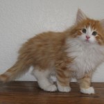 taavi 10 wks 1