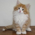 taavi 10 wks 2