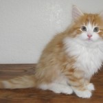 taavi 10 wks 4