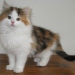 tanith 10 wks 1