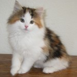 tanith 10 wks 3