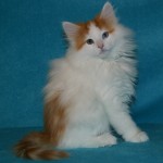 carwyn 11 wks 2