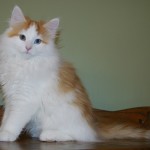 carwyn 14 wks 1