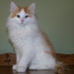 carwyn 14 wks 2