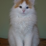 carwyn 14 wks 3